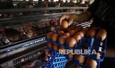 Peternak mengumpulkan telur di peternakan ayam ras petelur di Serpong, Tangerang Selatan, Banten, Senin, (27/12/2021). Harga telur ayam di dalam dan sekitar Pasar Taman Adiyasa, Kabupaten Tangerang, Banten, naik sejak dua pekan belakangan. 