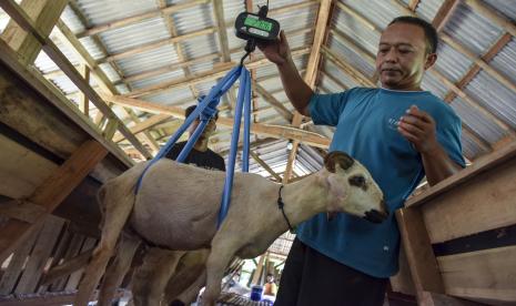 Peternak menimbang berat badan kambing ternaknya di Dusun Cipendey, Kabupaten Ciamis, Jawa Barat, Selasa (17/5/2022). Penjualan hewan ternak kambing lokalsi tersebut meningkat karena sebagian masyarakat beralih memilih kambing sebagai alternatif untuk kebutuhan hewan kurban akibat dampak wabah Penyakit Mulut dan Kuku (PMK) yang menyerang ternak sapi. Umat Muslim Diimbau Selektif Beli Hewan Qurban