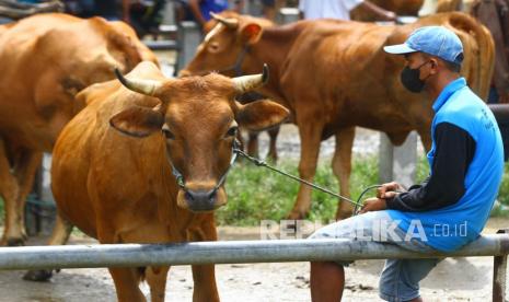 Peternak menunggui sapi miliknya yang dijual di pasar hewan, Ngawi, Jawa Timur, Selasa (1/3/2022). Peternak sapi setempat mengeluhkan sepinya pembeli padahal dalam sebulan ini harga sapi hidup rata-rata turun antara Rp1,5 juta hingga 2 juta rupiah atau turun 10 persen per ekor dengan stok yang melimpah. 