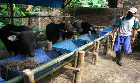 Peternak menyemprotkan cairan disinfektan pada kandang sapi miliknya di SYD Fam di Malang, Jawa Timur, Kamis (9/6/2022). Peternak sapi setempat berupaya mengatasi dampak wabah Penyakit Mulut Dan Kuku (PMK) dengan melakukan upaya preventif secara mandiri yakni melakukan penyemprotan disinfektan pada kandang dan menyuntikkan suplemen pada sapi.