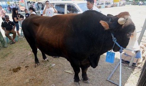 Peternak menyiapkan sapinya pada kontes ternak sapi yang dilaksanakan di Palu, Sulawesi Tengah, Senin (29/9).