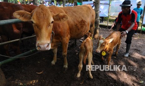 Peternak sapi membawa hasil peranakan sapi indukan inseminasi buatan (IB) saat digelar oleh Kelompok Tani Ternak Subur di Kedungdowo, Andong, Boyolali, Jawa Tengah, Selasa (20/3). 