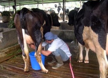 Peternak sapi perah tengah memerah susu sapinya.