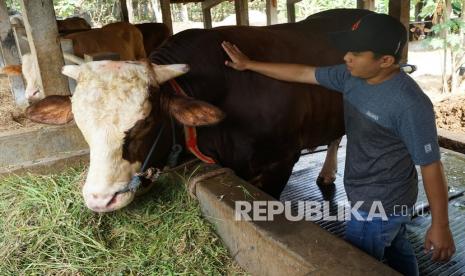 Patuhi Protokol, Titik Pemotongan Qurban di Bantul Bertambah (ilustrasi).