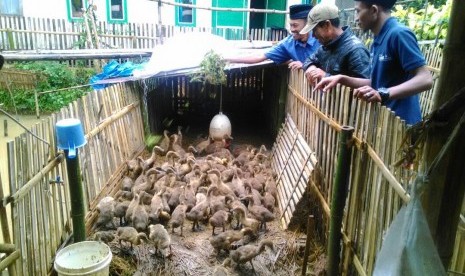 Peternakan bebek milik Ujang, salah seorang anggota Kelompok Swadaya Masyarakat  (KSM) Jaya Amanah Bandung binaan LAZ Al Azhar.