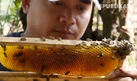 Peternakan Lebah Madu Maribaya Sari Alam Legend Bee di Jalan Mari Baya, Lembang, Kabupaten Bandung Barat.