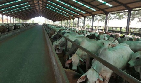 Peternakan sapi Brahman di Indonesia. 