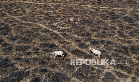  Peternakan sapi di lahan yang dibakar dan digunduli oleh peternak sapi di dekat Novo Progresso, negara bagian Para, Brasil, Ahad (23/8/2020).