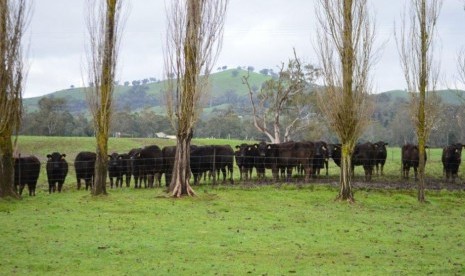 Peternakan sapi milik Blackmoore di Victoria.