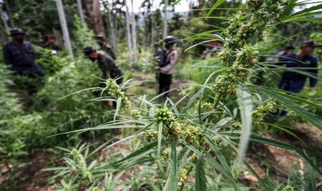 Petugas Badan Narkotika Nasional (BNN) mencabut pohon ganja siap panen dalam penggerebekan ladang ganja di Dusun Cot Lawatu, Sawang, Kabupaten Aceh Utara, Aceh.