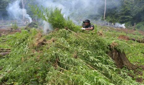 Petugas Badan Narkotika Nasional Provinsi Aceh memusnahkan tanaman ganja dengan cara dibakar di kawasan Pegununungan Seulawah, Desa Pulo, Kecamatan Seulimum, Kabupaten Aceh Besar, Aceh.