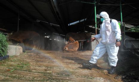 Petugas Badan Penanggulangan Bencana Daerah (BPBD) Kota Bogor menyemprotkan cairan disinfektan di kandang sapi Rumah Potong Hewan (RPH) Bubulak, Kota Bogor, Selasa (21/6/2022). Penyemprotan disinfektan dilakukan karena penyebaran penyakit mulut dan kuku (PMK) pada hewan sapi di RPH tersebut terus bertambah menjadi 488 ekor yang diduga terkena PMK, 54 ekor bergejala, dan seekor sapi mati sehingga Pemkot Bogor menutup sementara RPH Bubulak. 