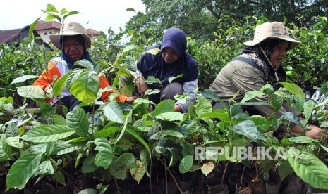 Petugas Badan Pengelolaan Daerah Aliran Sungai dan Hutan Lindung (BPDASHL) Citarum Ciliwung menyiapkan bibit tanaman di Kebun Bibit Desa di Kelurahan Babakan Pasar, Kota Bogor, Jawa Barat, Jumat (10/1/2020).