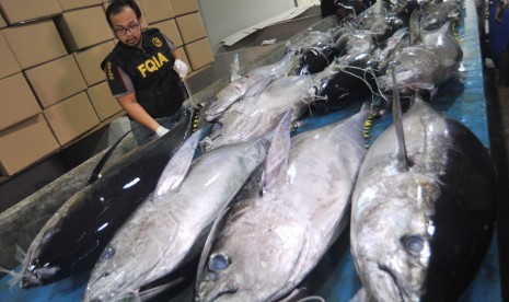 Petugas Balai Karantina Ikan dan Pengendalian Mutu (BKIPM) Padang memeriksa ikan tuna yang baru dibongkar dari kapal, di Pelabuhan Perikanan Samudera Bungus, Padang, Sumatera Barat, Senin (23/7) malam.