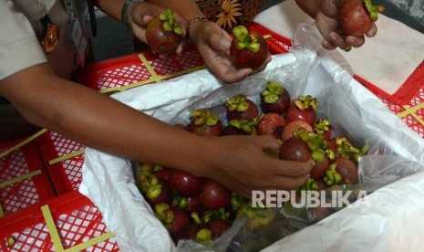 Petugas Balai Karantina Pertanian memeriksa buah manggis. (Ilustrasi)