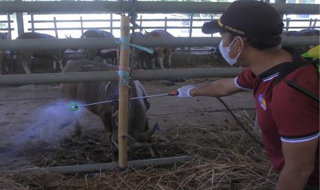 Petugas Balai Karantina Pertanian menyemprotkan disinfektan di kandang sapi milik Balai Karantina Pertanian, Sabtu (28/5/2022). Kegiatan itu untuk mencegah penyebaran penyakit PMK.