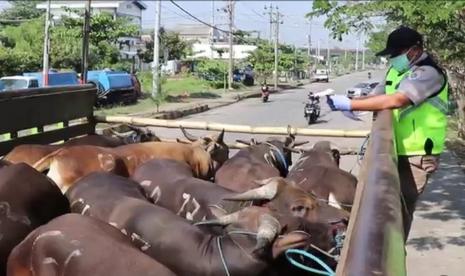 Petugas Balai Karantina Pertanian Kelas IA Semarang melakukan pengawasan lalu lintas pengiriman sapi asal Bali ke sejumlah daerah di Pulau Kalimantan, melalui Pelabuhan Tanjung Emas Semarang, Jawa Tengah, Kamis (16/7).