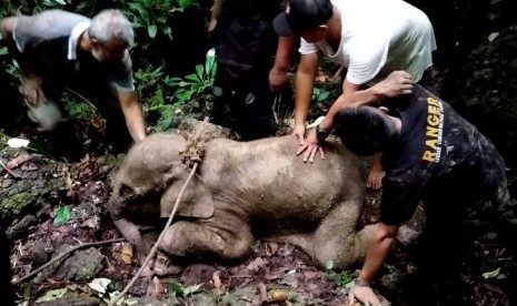 Petugas Balai Konservasi Sumber Daya Alam (BKSDA) Aceh bersama tim dokter hewan mengevakuasi anak gajah liar yang terjerat di kawasan hutan Desa Batu Sumbang, Kecamatan Simpang Jernih, Aceh Timur, Aceh, Selasa (18/6/2019).