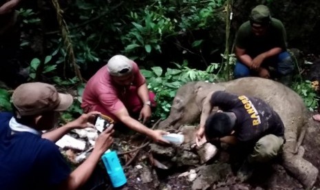 Petugas Balai Konservasi Sumber Daya Alam (BKSDA) Aceh bersama tim dokter hewan mengevakuasi anak gajah liar yang terjerat di kawasan hutan Desa Batu Sumbang, Kecamatan Simpang Jernih, Aceh Timur, Aceh, Selasa (18/6/2019).