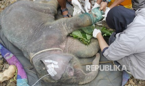 Petugas Balai Konservasi Sumber Daya Alam (BKSDA) Aceh bersama tim dokter hewan dan Forum Konservasi Leuser (FKL) mengobati anak gajah liar yang terjerat di Conservation Response Unit (CRU) Serbajadi, Aceh Timur, Aceh, Kamis (20/6/2019). 