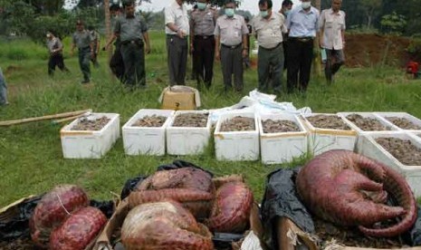  Petugas Balai Konservasi Sumber Daya Alam (BKSDA) DKI Jakarta memusnahkan daging dan sisik trenggiling di Kawasan Hutan penelitian Dramaga, Bogor,Selasa (30/4). 