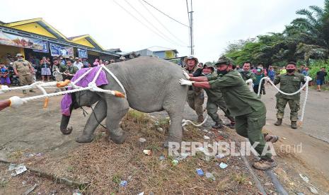 Petugas Balai Konservasi Sumber Daya Alam (BKSDA) Jambi mengevakuasi seekor anak gajah Sumatera (Elephas maximus sumatranus) korban jerat di Tungkal Ulu, Tanjungjabung Barat, Jambi, Rabu (25/8/2021). Balai Konservasi Sumber Daya Alam (BKSDA) Jambi bersama beberapa pihak mengevakuasi seekor anak gajah yang telah tertinggal sendiri dari kelompok besarnya hingga delapan bulan lebih di Tanjungjabung Barat untuk ditranslokasi ke kelompoknya di Bentang Alam Bukit Tigapuluh, Tebo.