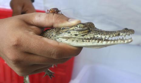 Petugas Balai Konservasi Sumber Daya Alam (BKSDA) memperlihatkan buaya muara (Crocodylus porosus) sepanjang 50 centimeter yang ditemukan dari anakan Sungai Brantas, Kelurahan Dermo, Kota Kediri, Jawa Timur, Senin (14/3/2022). Dua tahun terakhir BKSDA daerah setempat menerima tiga kali laporan munculnya buaya di kawasan Sungai Brantas dengan lokasi yang berbeda dan dua ekor diantaranya tertangkap.