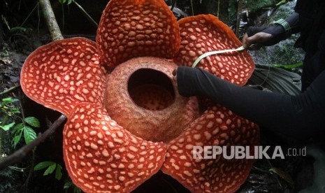 Petugas Balai Konservasi Sumber Daya Alam (BKSDA), resor Agam, Sumatera Barat mengukur diameter bunga Rafflesia Tuan Mudae yang mekar di Jorong Marambuang, Nagari Baringin, Kecamatan Palembayan, Kabupaten Agam, Sumatera Barat, Selasa (31/12/2019). 