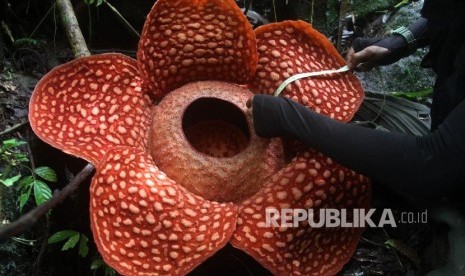 Bunga Rafflesia (ilustrasi). Lima bunga Rafflesia arnoldii mekar di Provinsi Bengkulu.