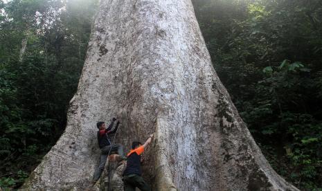 Petugas Balai Konservasi Sumber Daya Alam (BKSDA) Resor Agam mengukur lingkar pohon medang (litsea sp) yang berada di lahan perkebunan milik warga di hutan rakyat nagari Koto Malintang, Kecamatan Tanjung Raya, Agam, Sumatera Barat.