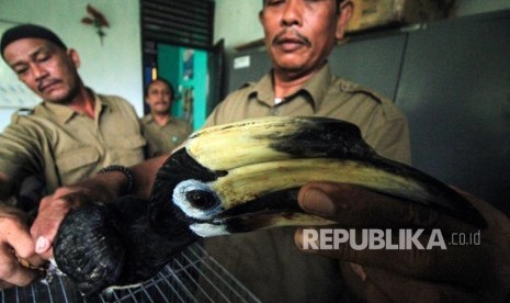 Petugas Balai Konservasi Sumber Daya Alam (BKSDA) Resort Aceh Utara mengobati satu dari dua ekor burung Rangkong (Hornbill) di Balai KSDA Kota Lhokseumawe, Aceh, Senin (16/4).