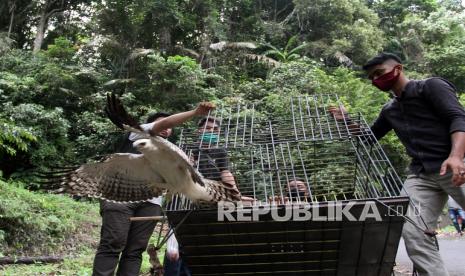 Petugas Balai Konservasi Sumber Daya Alam (BKSDA) resot Agam melepaskan seekor burung Elang Brontok (nisaetus cirrhatus) ke kawasan Hutan Cagar Alam Maninjau, Kabupaten Agam, Sumatera Barat, Rabu (2/6/2021). BKSDA resot Agam melepas liarkan dua ekor kukang dan satu ekor elang brontok yang diserahkan oleh warga untuk dikembalikan ke habitatnya.