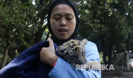 Kebun Binatang Bandung bersiap mulai beroperasi kembali. Foto, petugas Bandung Zoo menggendong seekor bayi Harimau Benggala (Panthera tigris tigris) yang diberi nama Donggalah (ilustrasi)