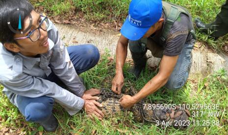 Petugas berhasil menangkap buaya di Sungai Oya yang hilang dari SFF bunder, Kabupaten Gunungkidul, DIY.