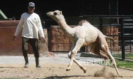 Petugas bermain dengan bayi Unta Punuk Satu (Camelus Dromedarius) yang lahir pada Kamis (9/5) dan diberi nama Sarina di Kebun Binatang Surabaya, Jawa Timur, Senin (11/6).