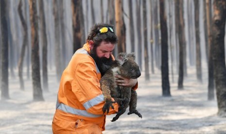 Petugas bernama Simon Adamczyk menyelamatkan koala yang menjadi korban kebakaran hutan Australia di Pulau Kanguru. Hujan intensitas tinggi dalam periode lama dibutuhkan untuk mengakhiri kekeringan.