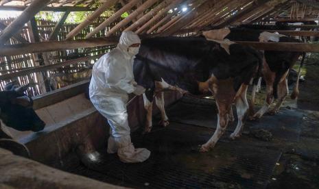 Petugas bersiap menyuntikkan vaksin penyakit mulut dan kuku (PMK) di salah satu sapi milik warga di Pekalongan, Jawa Tengah, Rabu (29/6/2022). Pemerintah Provinsi Jawa Tengah mendapatkan bantuan sebanyak 1.500 dosis vaksin PMK dengan alokasi Kota Pekalongan sebanyak 100 dosis vaksin pada tahap pertama guna mencegah penularan PMK di berbagai wilayah Kota Pekalongan. 