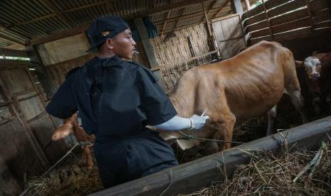 Petugas bersiap menyuntikkan vaksin penyakit mulut dan kuku (PMK) di salah satu sapi milik warga di Kabupaten Batang, Jawa Tengah, Senin (25/7/2022). Berdasarkan data Koordinator Tim Pakar Satuan Tugas Penanganan PMK Profesor Wiku Adisasmito, pemerintah telah mengimpor tiga juta dosis vaksin dalam upaya mencegah penularan penyakit mulut dan kuku (PMK) pada ternak. 