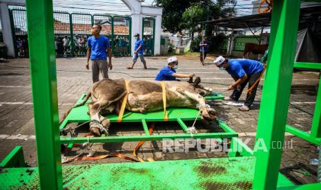 Petugas bersiap memotong sapi qurban (ilustrasi)