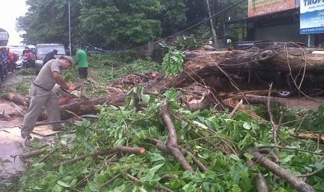 Petugas berusaha memotong pohon Angsana yang tumbang di Jalan TB Simatupang,Jakarta, Selasa (29/10).   (Republika/Andi Nur Aminah)