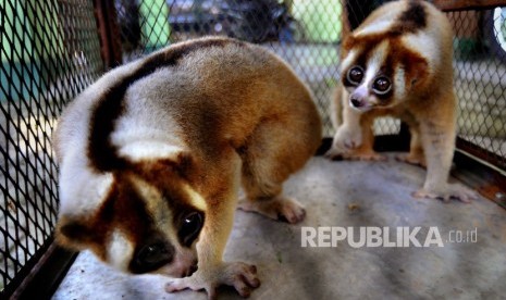 [ilustrasi] Petugas BKSDA (Balai Konservasi Sumber Daya Alam) Banten menyita dua ekor Kukang jawa (Nycticebus javanicus) yang diperjualbelikan secara online di Serang, Banten, Rabu (6/12). 