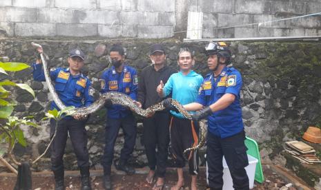 Petugas Damkar Kuningan mengevakuasi ular sanca dari dalam kandang ayam.