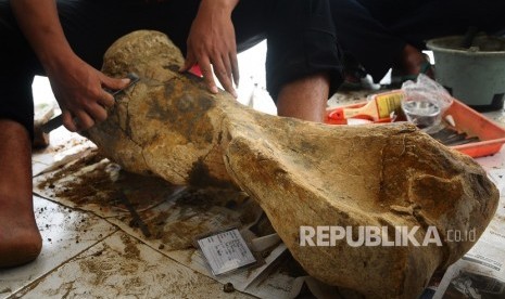 Koleksi fosil Situs Purbakala Patiayam, Desa Terban, Kudus, Jawa Tengah. Museum Patiayam terus mendapatkan tambahan koleksi fosil, mayoritas merupakan temuan warga. 