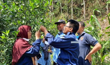 Petugas dari Balai Proteksi Tanaman Pangan dan Hortikultura (BPTP) Yogyakarta memeriksa tanaman jeruk yang diserang hama. BPTP Yogya mengajak Dinas Pertanian Kabupaten Gunung Kidul dan BPP Kecamatan Ngawen memberikan pembinaan kepada para petani di Ngawen yang tanamannya diserang hama.