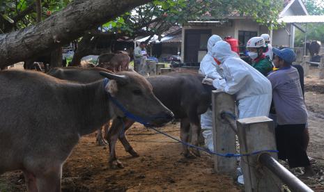 Petugas dari Dinas Peternakan dan Perikanan melakukan vaksinasi pada hewan kerbau di Pasar Hewan Ketitang, Godong, Grobogan, Jawa Tengah, Jumat (22/7/2022). Pemerintah setempat menetapkan status darurat bencana Penyakit Mulut dan Kuku (PMK) dan menutup seluruh pasar hewan menyusul tingginya penyebaran kasus PMK, dari data Dinas Peternakan dan Perikanan setempat per 21 Juli 2022, jumlah total kasus mencapai 2.197 ekor dengan sembuh sebanyak 1.117 ekor, mati 50 ekor, potong paksa tiga ekor dan kasus aktif 1.027 ekor. 