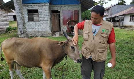 Petugas dari tim Quality Control Dompet Dhuafa berinteraksi dengan seekor sapi yang menjadi calon hewan kurban.