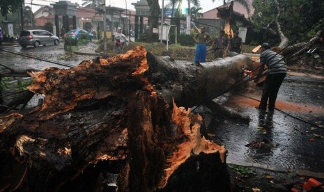 Petugas Dinas Kebersihan dan Pertamanan Kota Bogor memotong pohon tumbang yang menutupi ruas jalan Semeru, Kota Bogor, Jawa Barat, Jum'at (30/10).