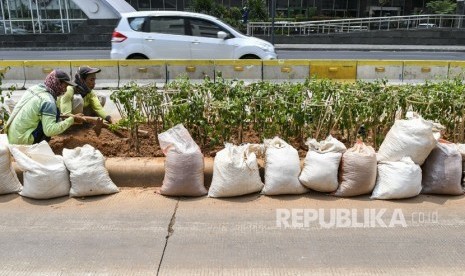 Petugas Dinas Kehutanan menanam tanaman hias bougenville atau Bougenville amenities di sepanjang jalan MH Thamrin, Jakarta, Senin (9/9/2019).