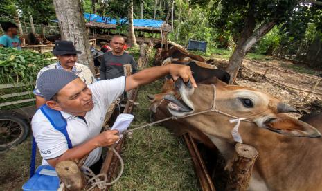 Petugas Dinas Kelautan Perikanan Pertanian dan Pangan (DKPPP) Bidang Peternakan Kota Lhokseumawe memeriksa kesehatan mulut hewan kurban di salah satu peternakan di Desa Bandar Masen, Lhokseumawe, Aceh, Kamis (30/6/2022). Pemeriksaan tersebut untuk memastikan seluruh hewan kurban dan hewan untuk kebutuhan meugang hari raya Iduladha yang dijual dalam kondisi sehat terutama terbebas dari penyakit mulut dan kuku (PMK) sehingga layak dikonsumsi. 