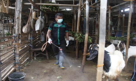 Petugas Dinas Ketahanan Pangan dan Pertanian (DKPP) Solo menyemprotkan cairan disinfektan ke arah kambing yang dijual di Pasar Hewan Semanggi, Solo, Jawa Tengah, Rabu (18/5/2022). Penyemprotan tersebut untuk mencegah penyebaran virus penyakit kuku dan mulut (PMK) hewan ternak kambing di pasar setempat.